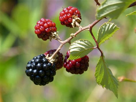 frambuesas y zarzamoras|Diferencias entre frambuesa negra y zarzamora, frutos rojos..